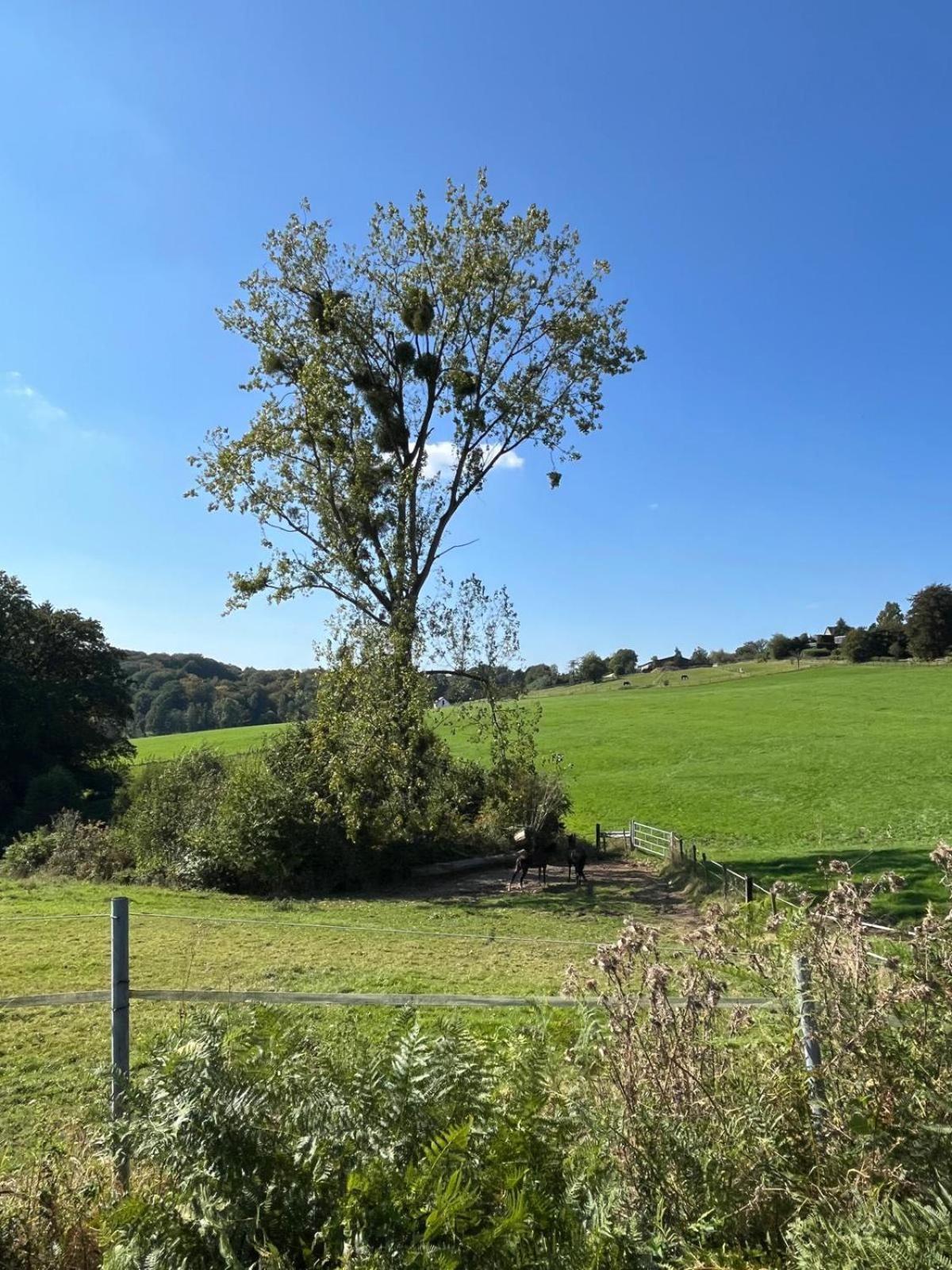Apartment Wald & Wiesen Im Bergischen Land - Urlaub, Koeln, Messe & Geschaeftsreise *